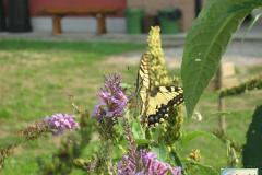 Papilio-machaon-39