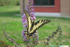 Papilio-machaon-40